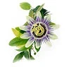 FemShape ingredient Passion Flower