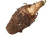 FemShape ingredient Wild Yam