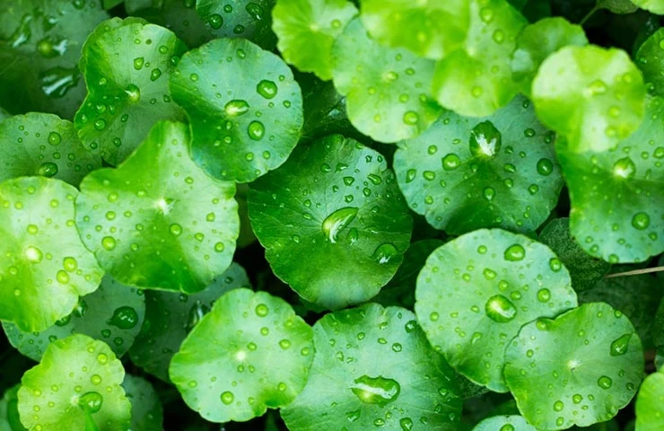 Number 3: Centella Asiatica Extract