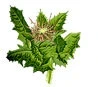 FemShape ingredient Blessed Thistle